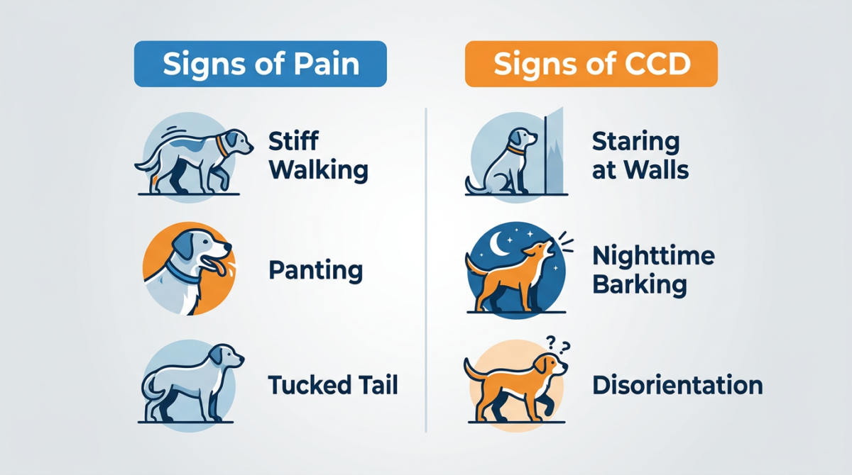 Infographic showing physical signs of pain in dogs vs symptoms of Canine Cognitive Dysfunction (CCD)