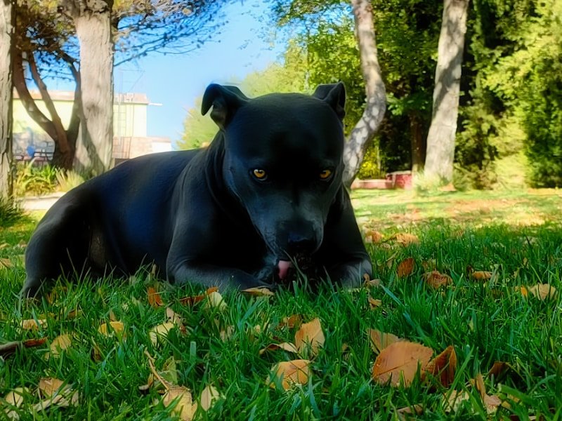 dog yeast infection — pet care illustration - Dog Yeast Infection Symptoms