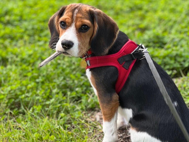 The "Dachshund" Spine Awareness: Behavioral Signs of Discomfort
