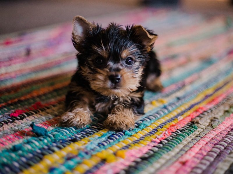 fenbendazole for dogs — pet care illustration - Fenbendazole for dogs deworming