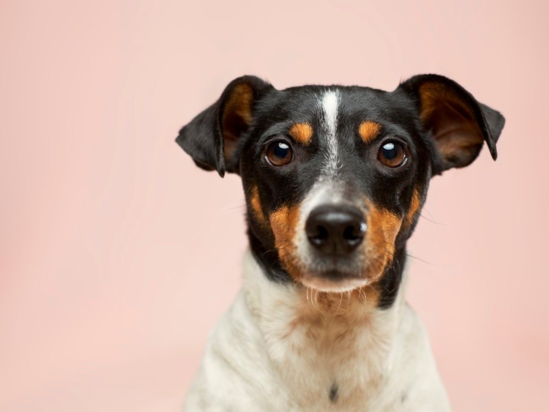 how do dogs get heart worms — pet care illustration - How do dogs get heartworms