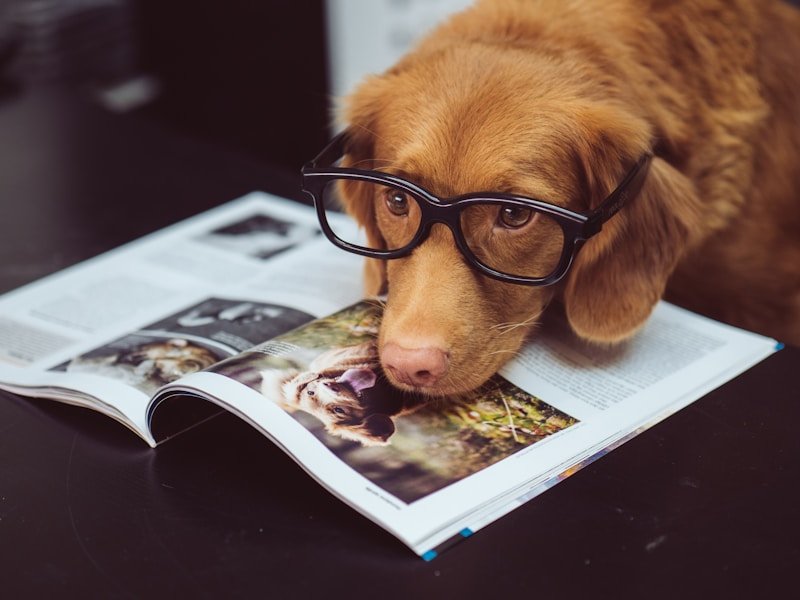 how do i know if my dog has a uti — pet care illustration