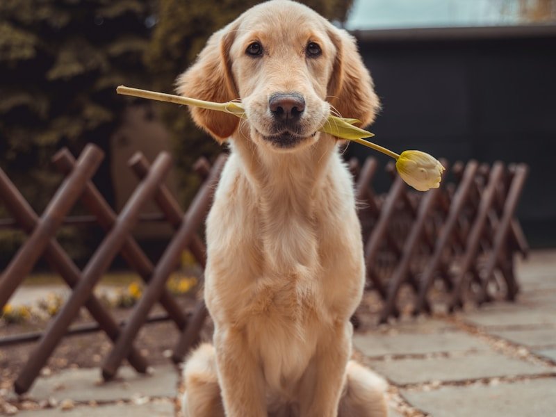 how to get rid of worms dogs — pet care illustration - How to get rid of worms in dogs