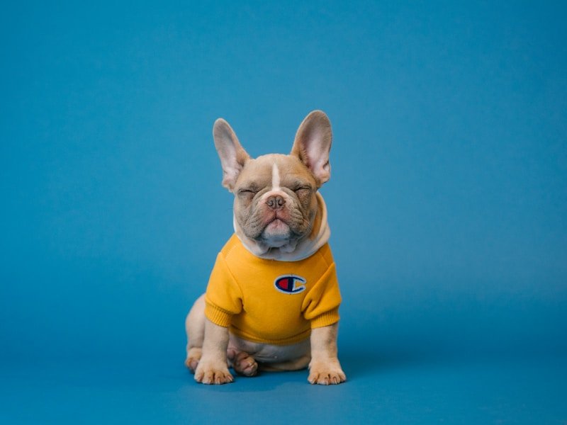my dog has diarrhea and vomiting — pet care illustration - My dog has diarrhea and vomiting causes