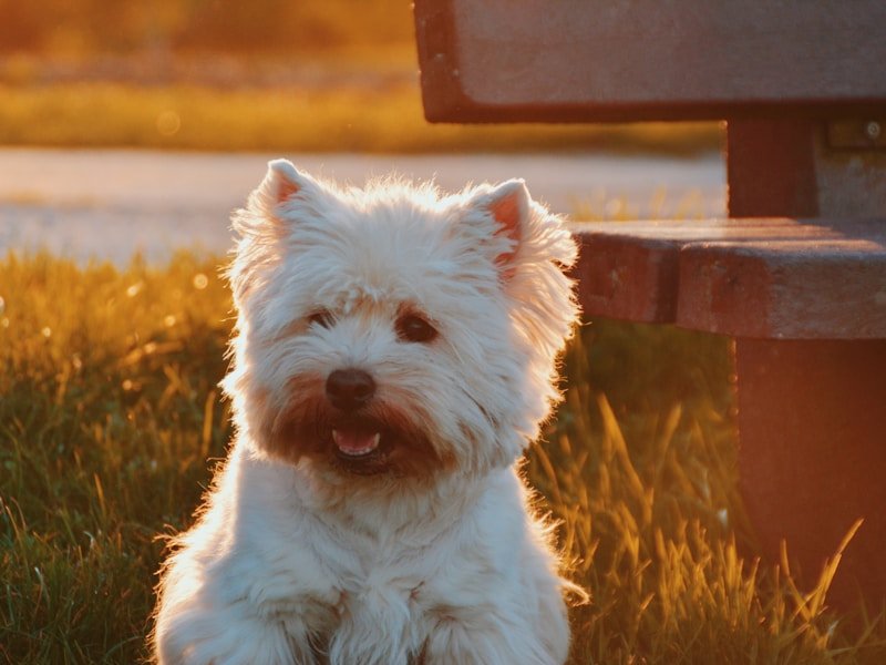 natural remedies for uti in dogs — pet care illustration