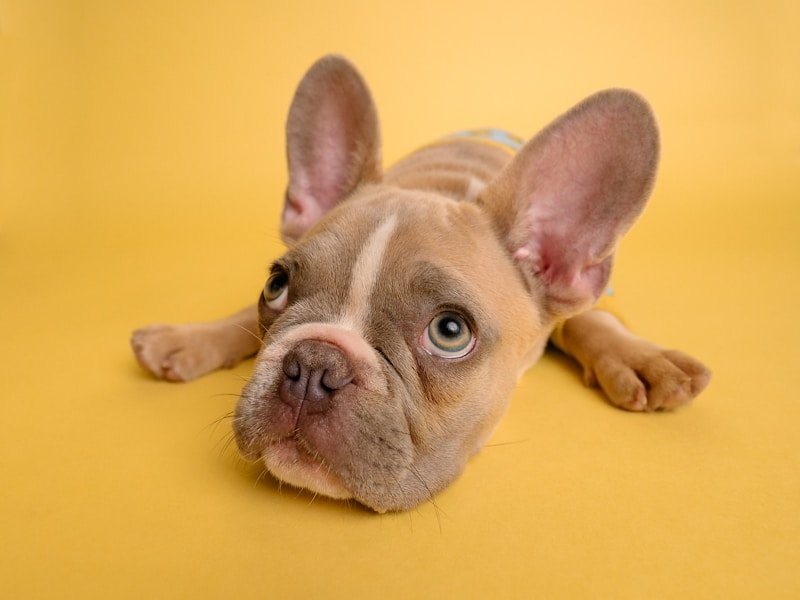 natural remedies for uti in dogs — pet care illustration