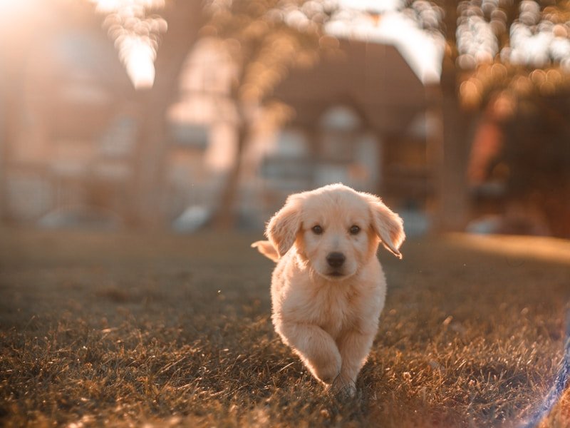 small white worms in dog poop — pet care illustration